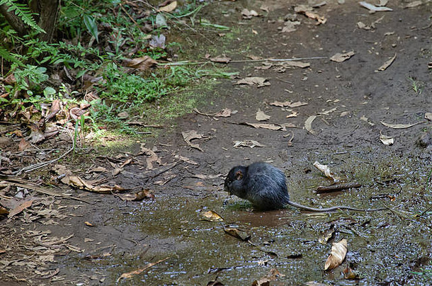 巨大的脂肪黑色的老鼠野生自然环境毛茸茸的害虫坐着吃泥地面未铺面的路图片使