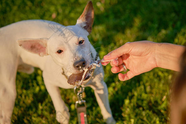 狗牧师罗素梗品种玩绿色公园老板夏天时间开始秋天自然宠物护理培训概念