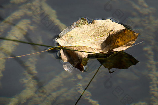 秋天叶浮动水特国家公园克罗地亚