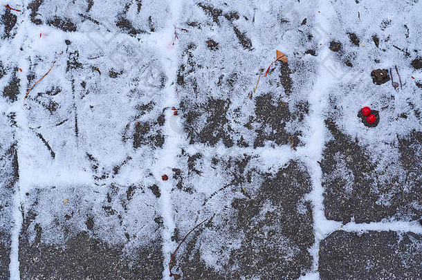 跟踪麻雀鹅卵石雪冬天
