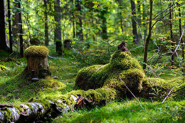 俄罗斯自然森林森林景观