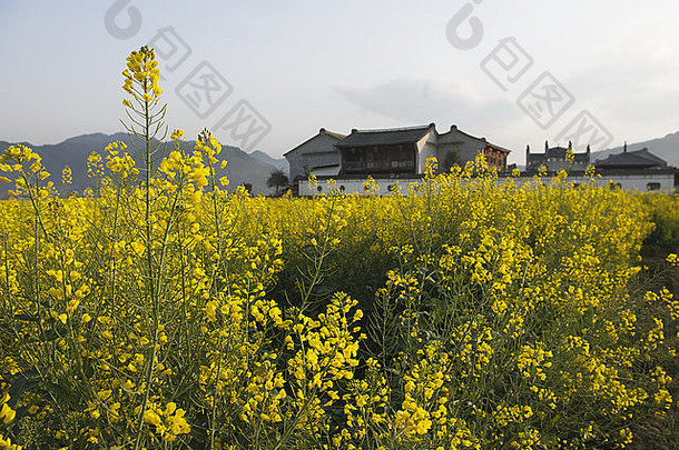 场盛开的石油种子油菜花植物农舍罗平云南中国
