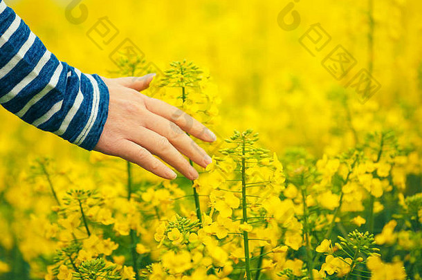 女人农学家走场开花培养油料油菜花种植园触碰温柔的盛开的花