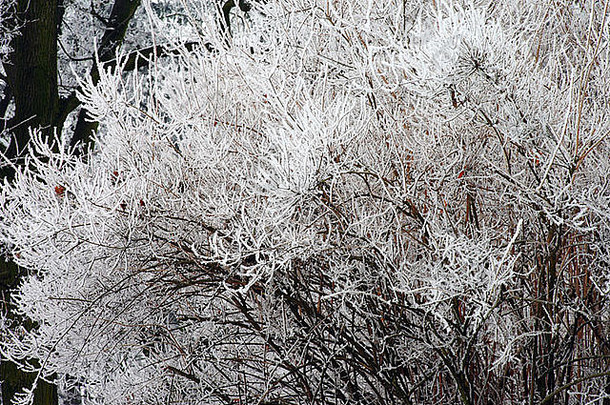 灰白色霜覆盖布什冷淡的寒冷的很酷的冻冷