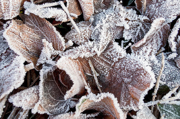 霜覆盖叶子地面冬天