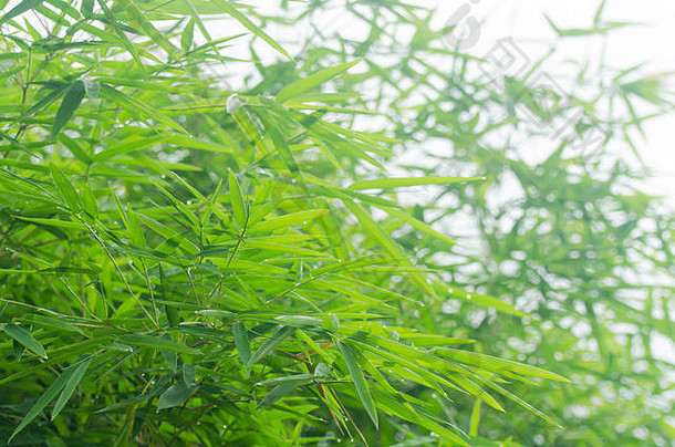 绿色竹子叶子滴水早....