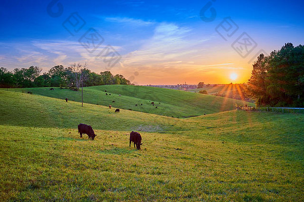 牛放牧日落