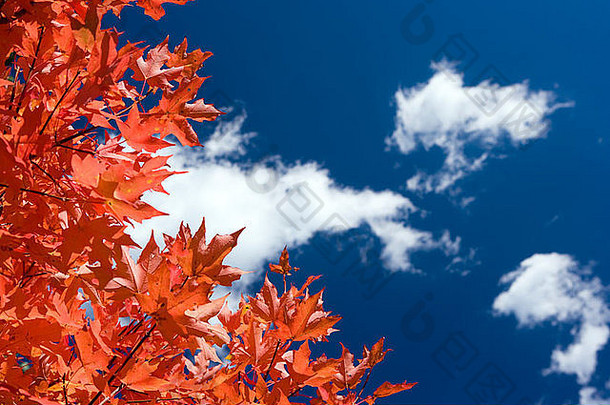 秋天叶子蓝色的脊百汇阿什维尔北卡罗莱纳美国