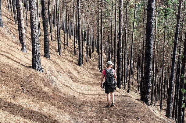女徒步旅行者<strong>森林</strong>火损坏的松树大加那利岛金丝雀岛屿西班牙
