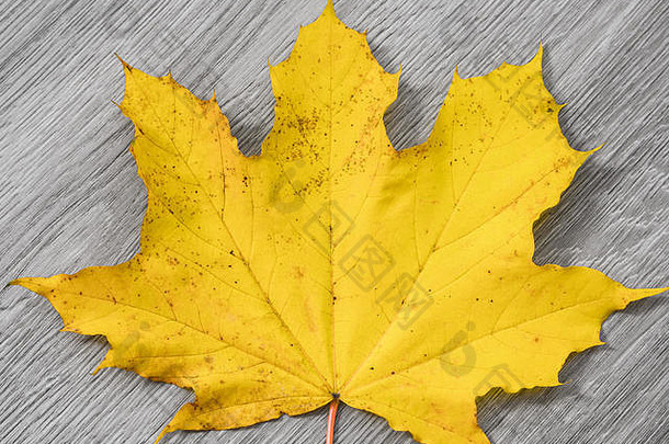 真正的枫木叶明亮的黄色的颜色铺设中心孤立的背景灰色的木粮食纹理地板上使美丽的秋天