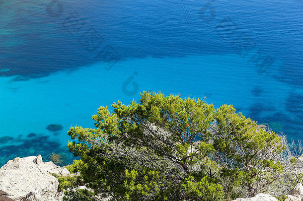 植物水关闭绿色布什岩石海滩蓝色的地中海海