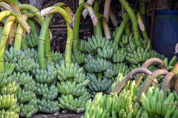 束绿色香蕉市场各种香蕉培养寺庙提供被认为是好吃