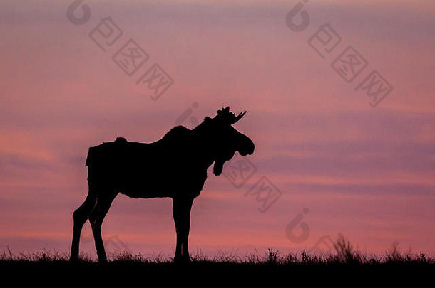 年轻的牛驼鹿AlcesAlces打破黎明的轮廓美丽的天空