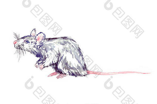 小有趣的白灰色老鼠蓝色的眼站水彩绘画一边视图孤立的白色插图设计元素邀请