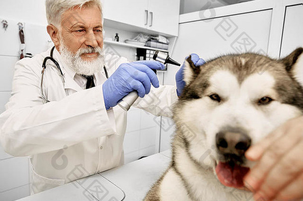上了年纪的兽医持有特殊的医疗仪器观察检查耳朵狗动物的鼻口阿拉斯加雪橇犬<strong>医生</strong>穿白色外套蓝色的医疗手套