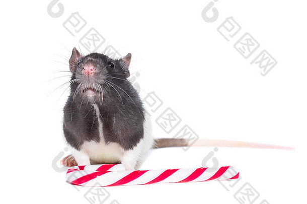 灰色的老鼠礼物盒子孤立的白色背景美礼物一年圣诞节