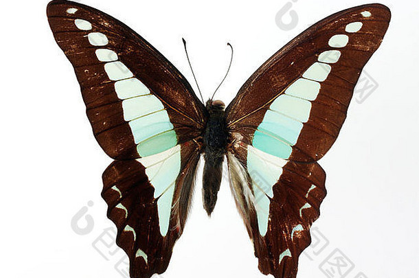 前拍摄计划视图燕尾服蝴蝶打开长翅膀的白色背景工作室