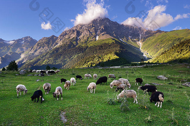 羊放牧马泽里村区域美国<strong>无线上网</strong>山背景高加索地区斯瓦涅季乔治亚州