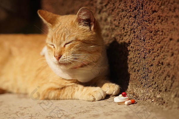 生病的猫缠着绷带喉咙药片维生素说谎宠物疾病