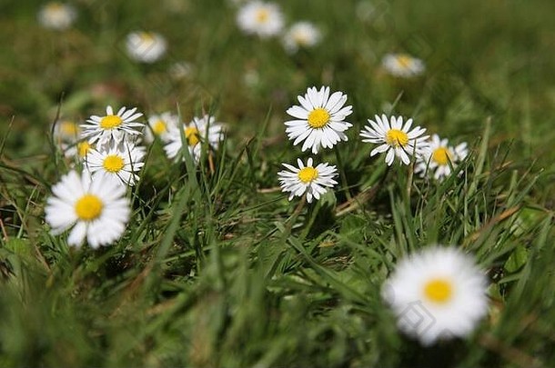 无数英语黛西花贝利斯佩伦尼斯日益增长的草坪上花园春天