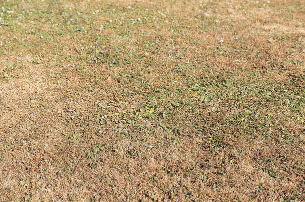 草坪上干旱草棕色（的）花园干旱夏天