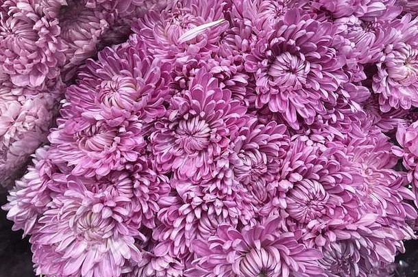 紫色的菊花花安排