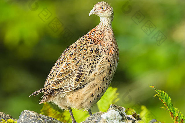 野鸡年轻的女母鸡Ring-necked常见的野鸡栖息drystone墙科学法西亚努斯秋水仙景观