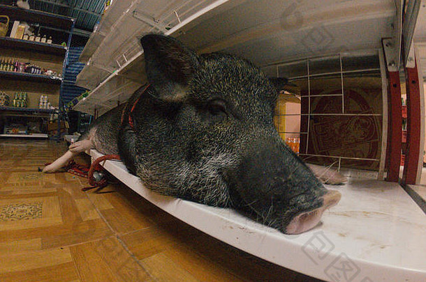猪市场动物农场猪猪肉食物肉插图象征新鲜的菜单