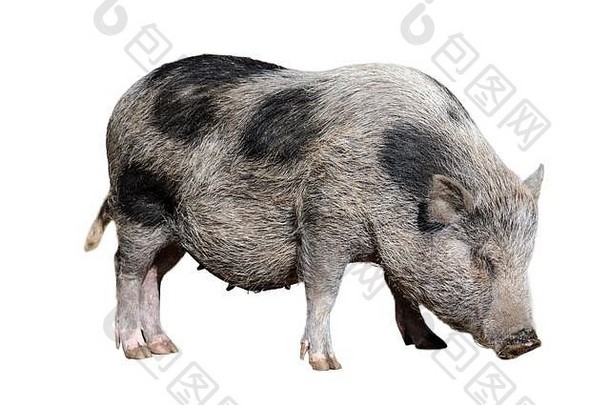 年轻的越南大肚子猪离子猪濒临灭绝的传统的越南品种微型国内猪白色背景