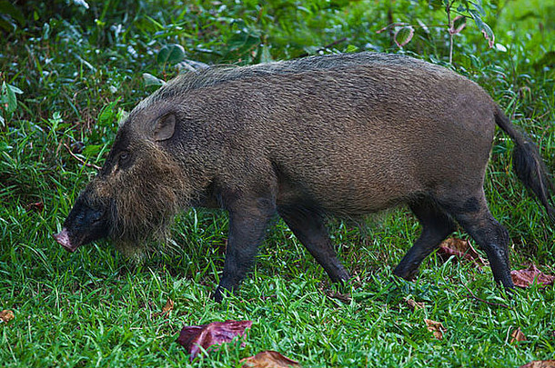 博内恩有胡子的猪其巴巴图斯生活巴科国家公园位于捞越婆罗洲<strong>马来西亚</strong>