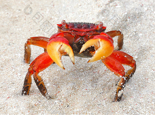 螃蟹;紅色;海;甲殼動物;自然;動物;海