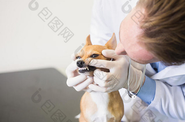 兽医检查狗牙齿