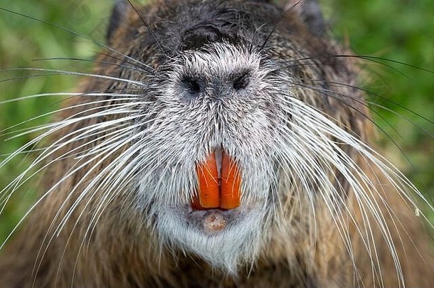 细节水獭河狸鼠妙卡斯特河狸鼠显示门牙牙齿大鼻孔