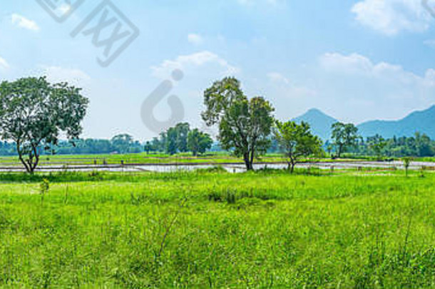美丽的全景景观淹没了帕迪字段山地背景乌瓦省斯里兰卡斯里兰卡