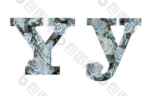 信拉丁字母小写字母大写字母孤立的白色信灰色的银有图案的植物多汁的隔离