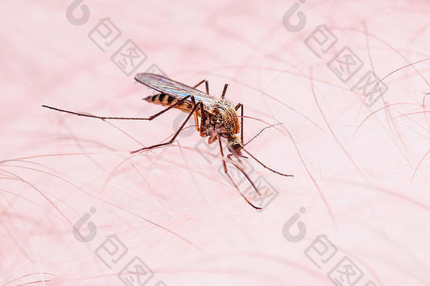 疟疾寨卡病毒病毒受感染的蚊子刺痛