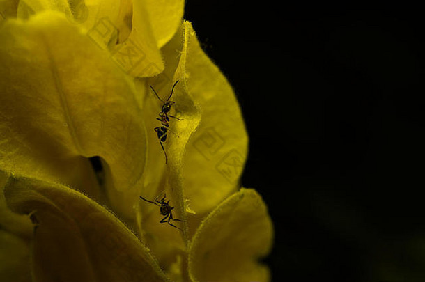 蚂蚁攀爬黄色的花