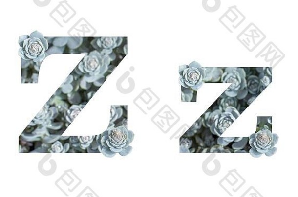 信大写字母小写字母孤立的白色背景英语字母灰色的银装饰照片植物多汁的crassula隔离