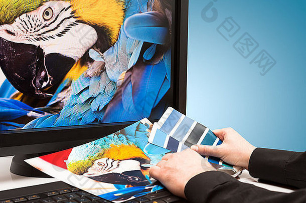 图形设计师工作颜色样品蓝色的鹦鹉金刚鹦鹉鸟照片