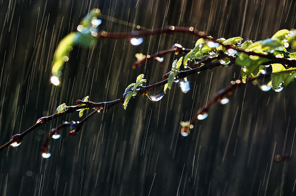 水滴叶嫩枝多雨的一天