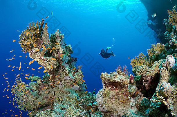 freediver潜水珊瑚礁红色的海埃及