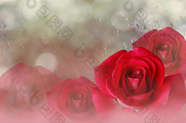 浪漫的红色的玫瑰散景摘要情人节梦幻背景