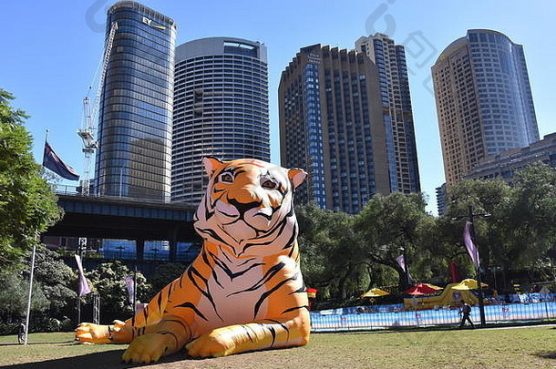 悉尼澳大利亚2月更大的生活灯笼形状老虎中国人星座动物圆形旋转庆祝中国人月