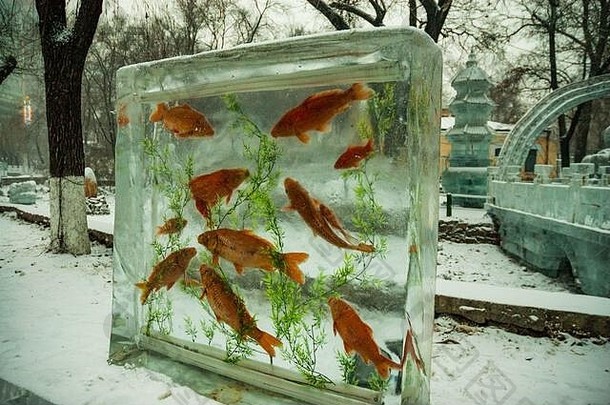 鱼冻冰冰雪节日<strong>哈尔滨</strong>的兆麟公园