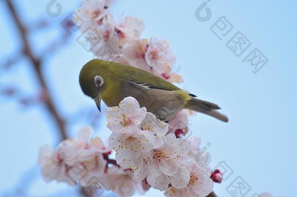 日本白色眼睛鸟盛开的白色李子开花树