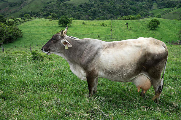 乳制品牛在户外科斯塔黎加