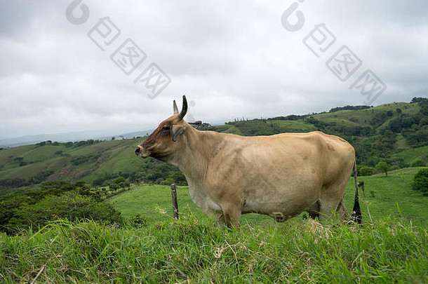 牛在户外科斯塔黎加