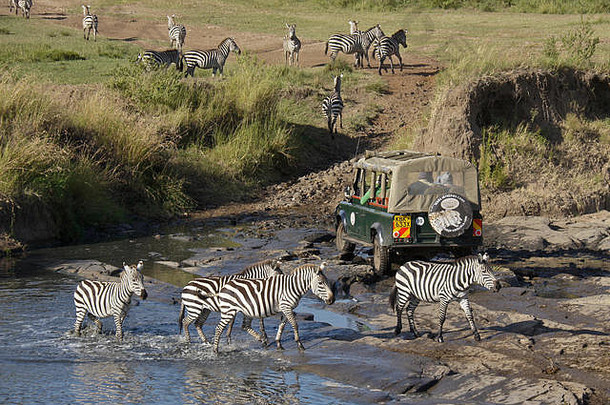 Safari车辆穿越河burchell的常见的平原斑马喝马赛玛拉游戏储备肯尼亚