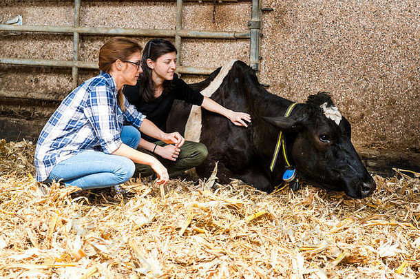女农民照顾生病的牛有机乳制品农场
