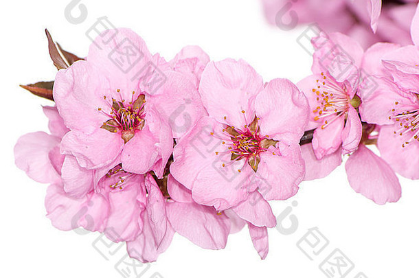 花朵李属persica“春天荣耀的桃子树